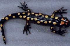 Carved Salamander