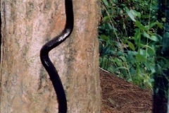 Carved Snake